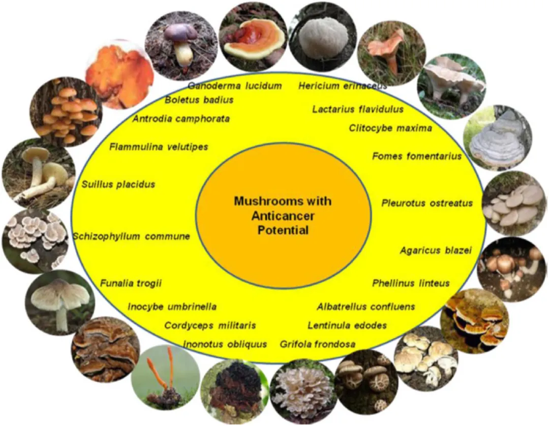 mushroom mushroom