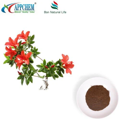 Extracto de hoja de rodoendro dahuriano