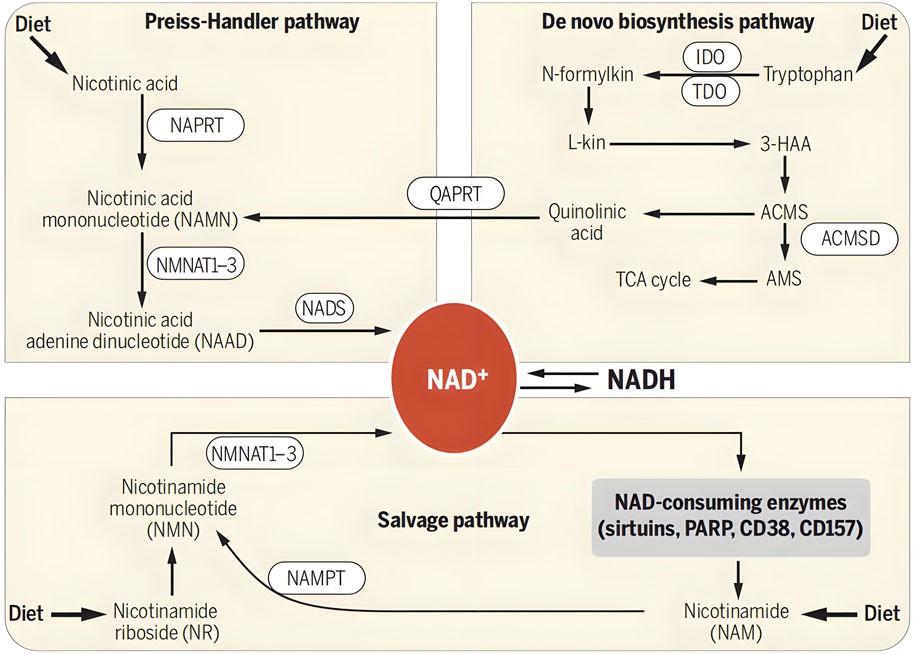 nmn nad nadh nmn nad nadh