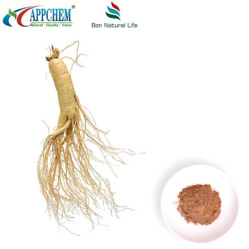 Polvo de extracto de panax ginseng