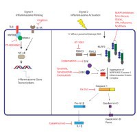 NLRP3-200-200 NLRP3-200-200