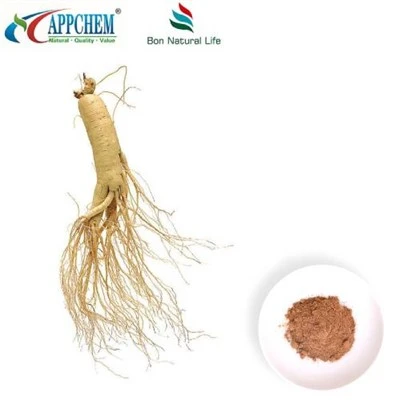 Polvo de extracto de panax ginseng